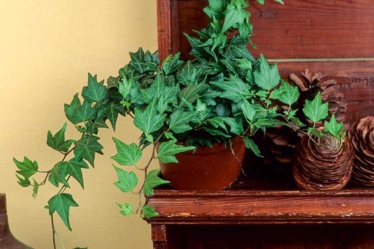 7 plantas que podem absorver a umidade no inverno e resfriar a sua casa no verão