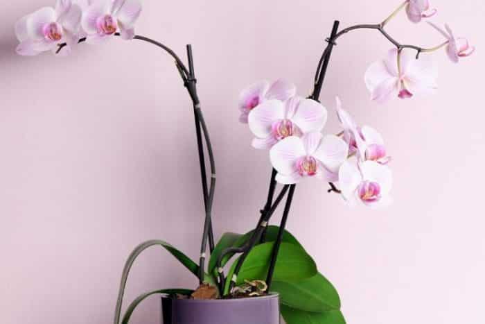 orquídeas plantas que podem absorver a umidade